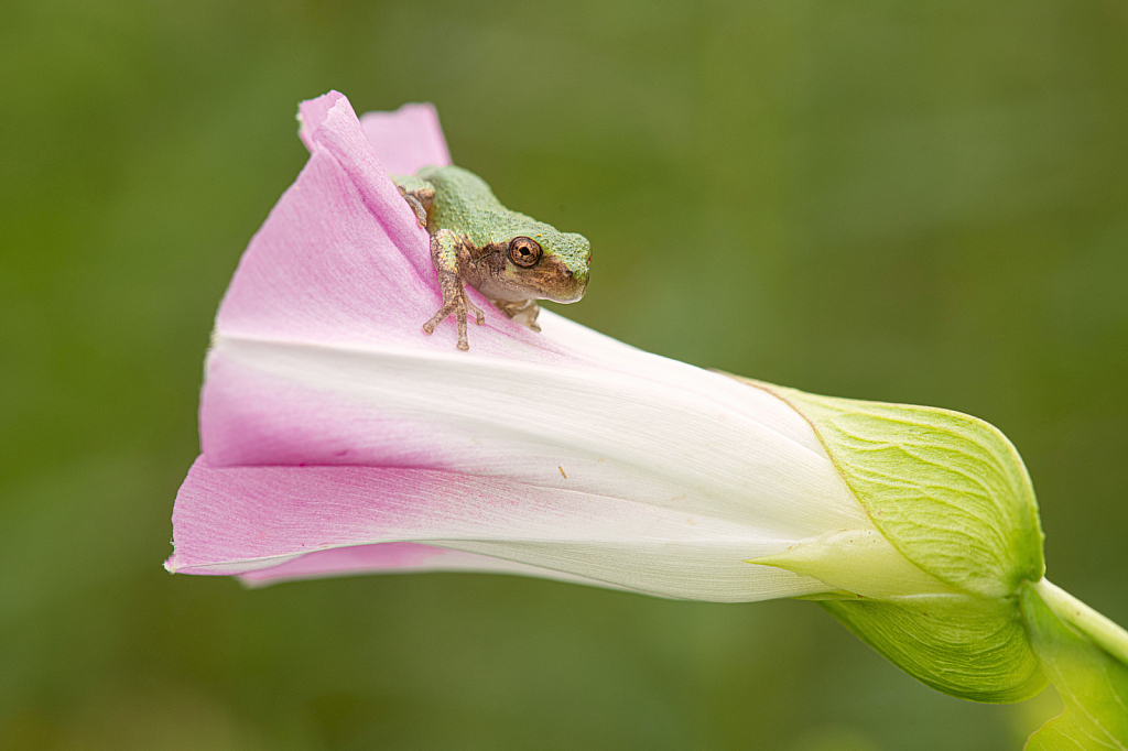 Tree Frog and the Morning Glory