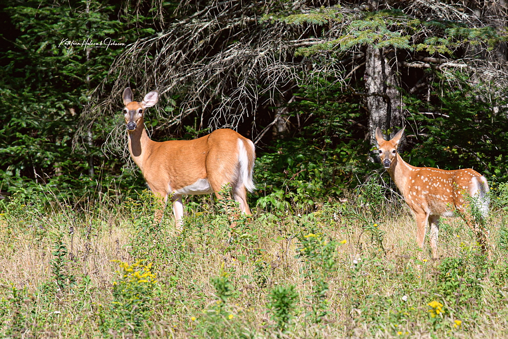 Mom and Baby Buck!