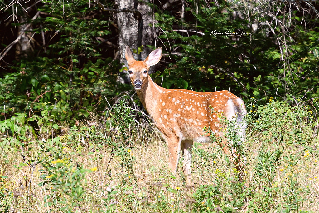 Baby Buck!