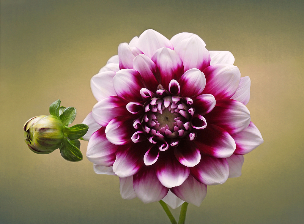 A Dahlia called Patches