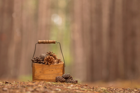 Basket of Cones