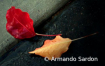 Autumn leaves