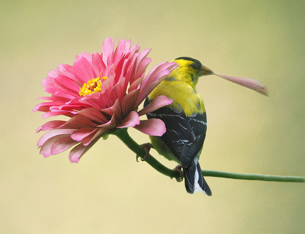 Goldfinch with Petal