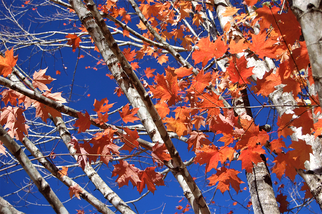 Fall