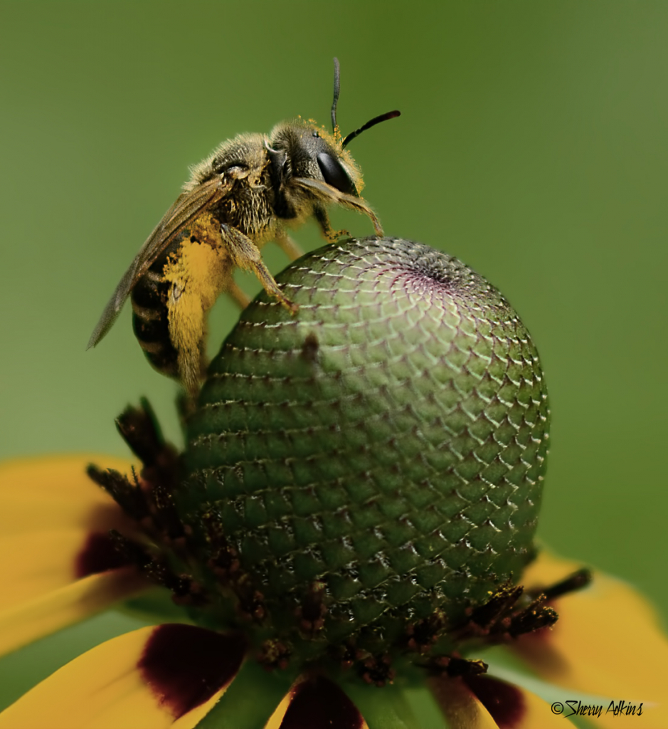 Bee on Flower - ID: 15849803 © Sherry Karr Adkins