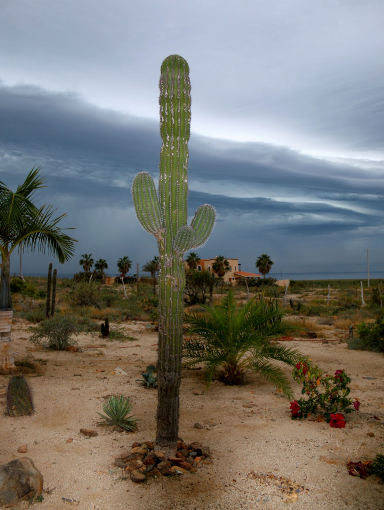 Thunderstorm in the Desert