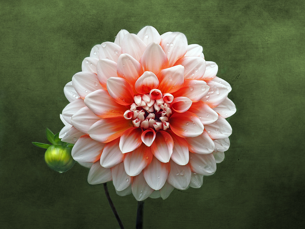 A Dahlia called A La Mode