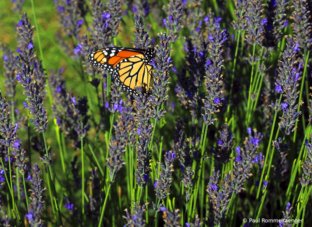 Lavendar and Butterfly