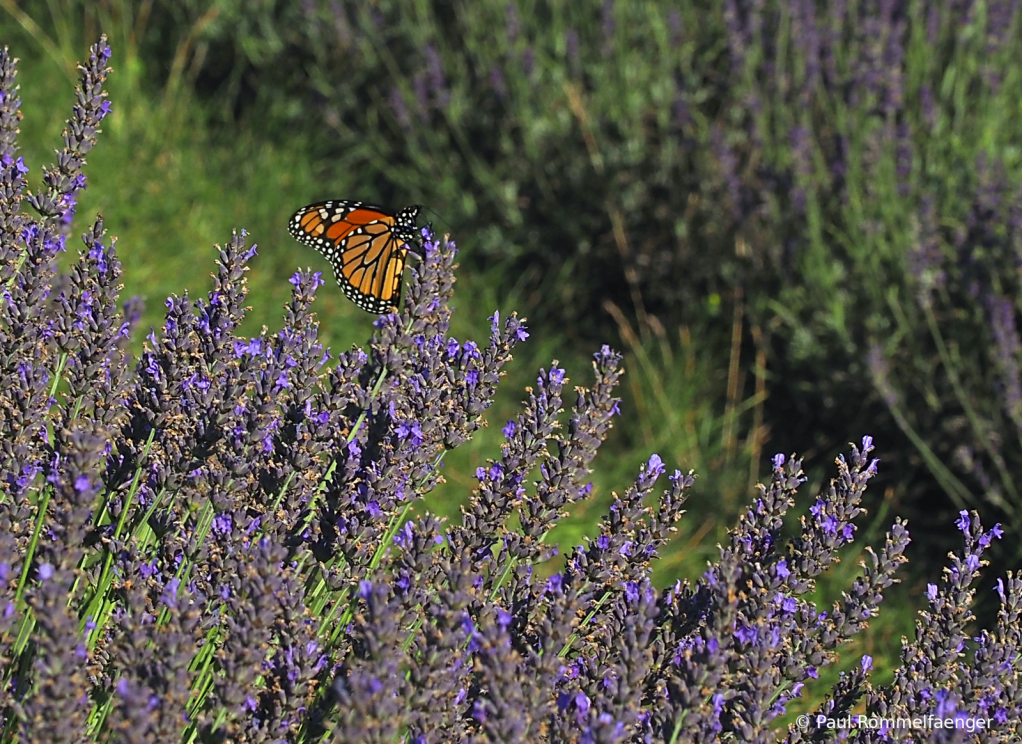 Lavendar and Butterfly 2