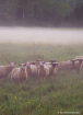 Sheep in the Mist