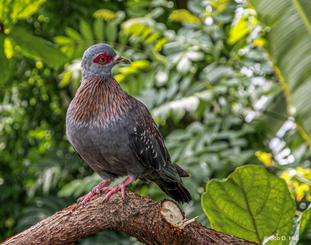 African Pigeon