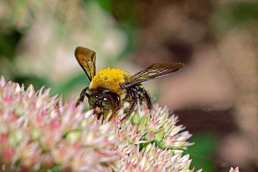 A Bee Polinating a Seedum Flower