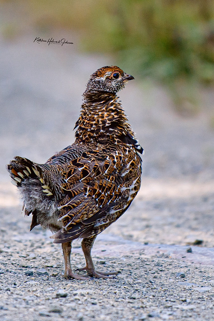 Baby Grouse!