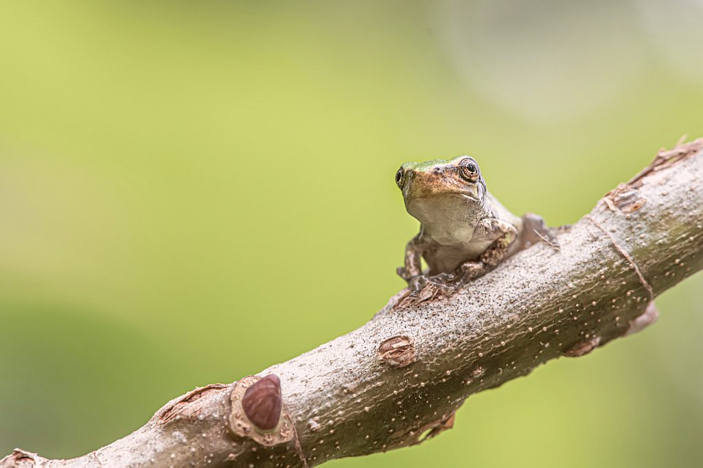 Talking to the Tree Frog