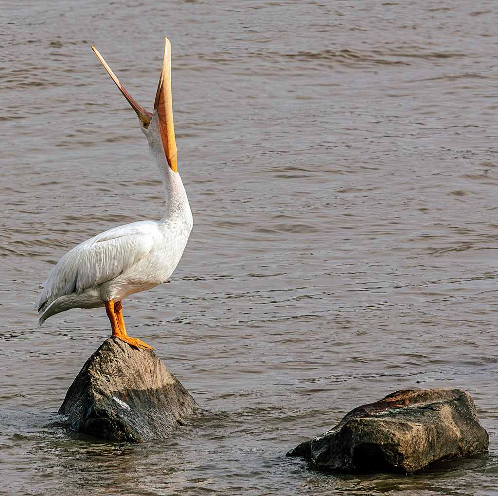 Pelican Exercise