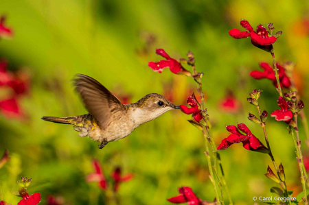 I love the Red Flowers