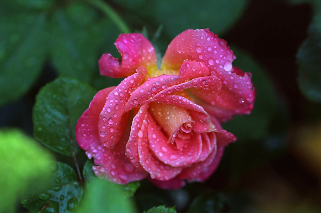 Dewdrops On A Rose