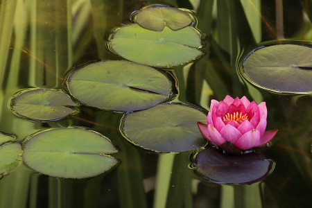 Pink Water Lily and iris leaves reflections