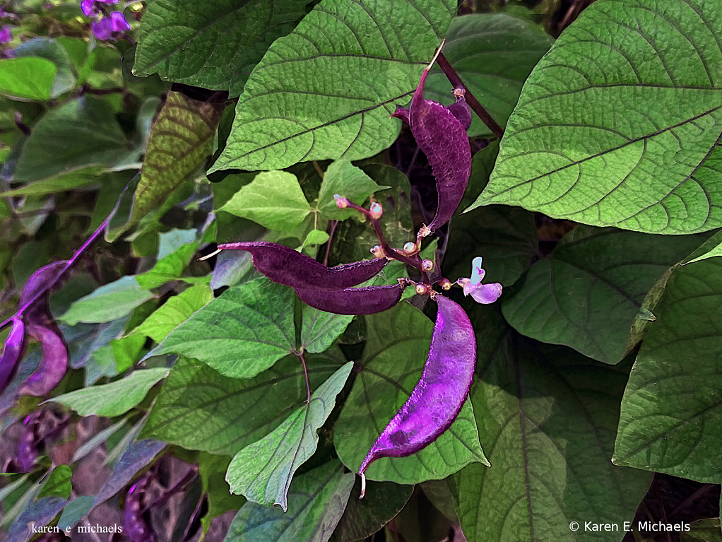 purple pea pods - ID: 15850447 © Karen E. Michaels