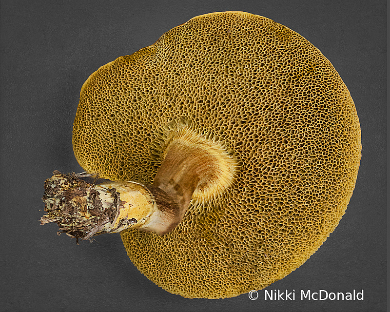 Pored Mushroom - Underside