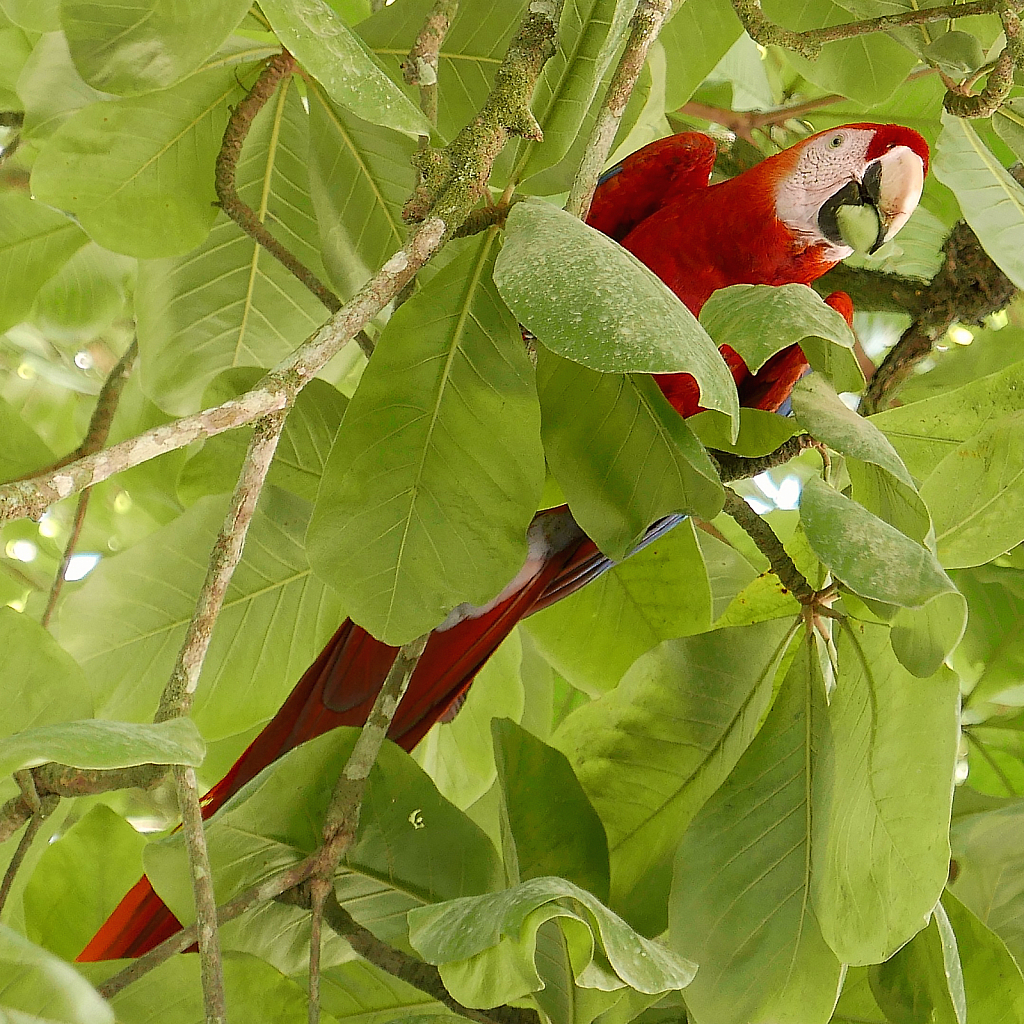 Macaw Meal