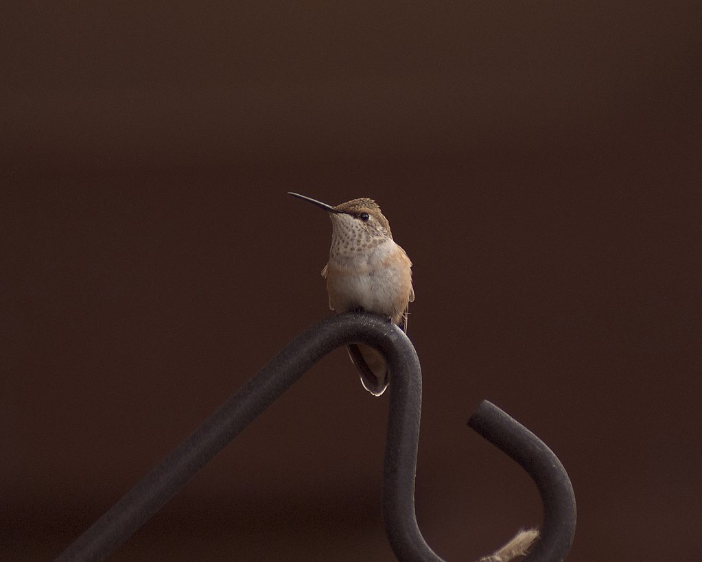Halted Hummingbird