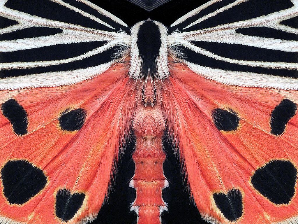 Mothra