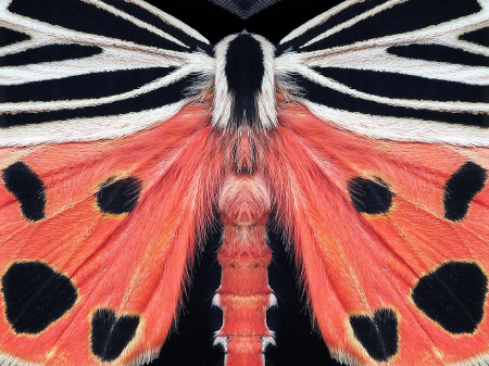 Mothra