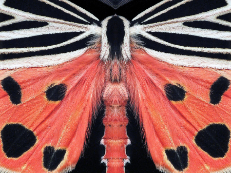 Mothra