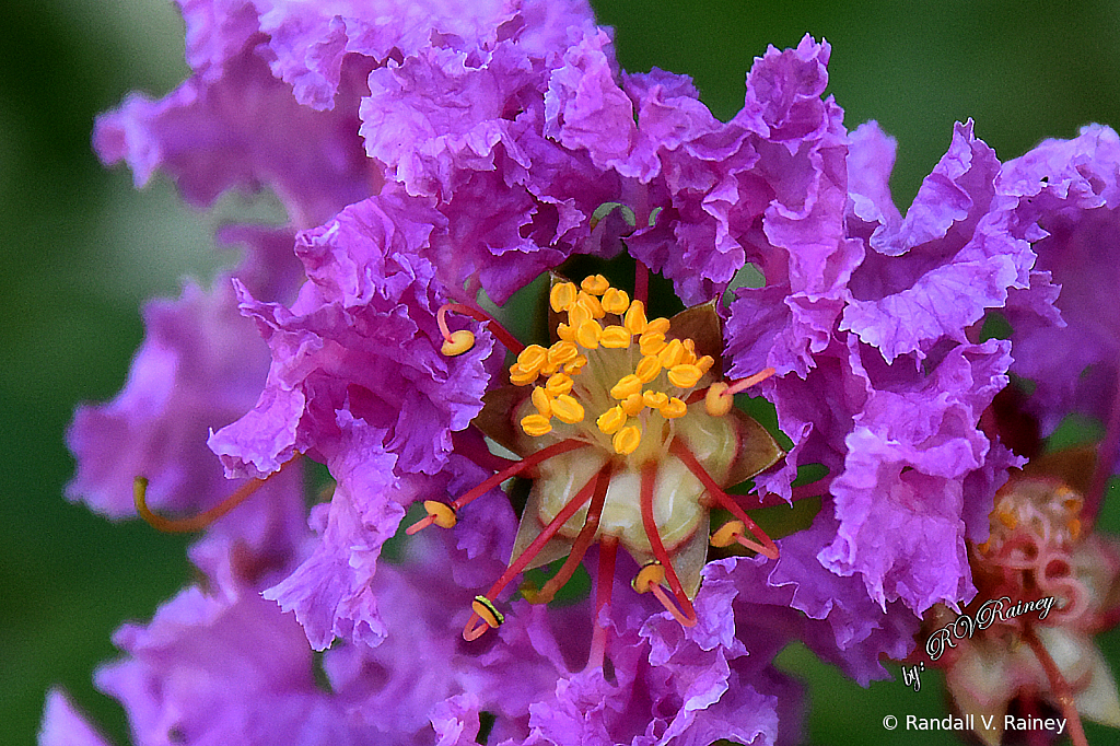 Crape Myrtle in Bloom Macro