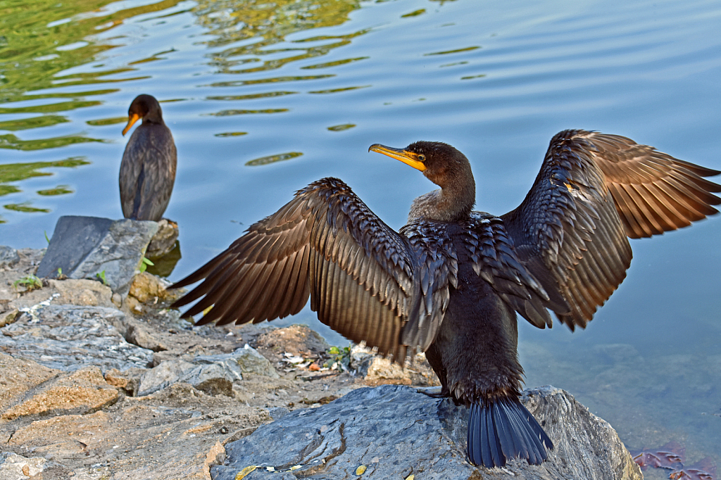 Two Cormorants
