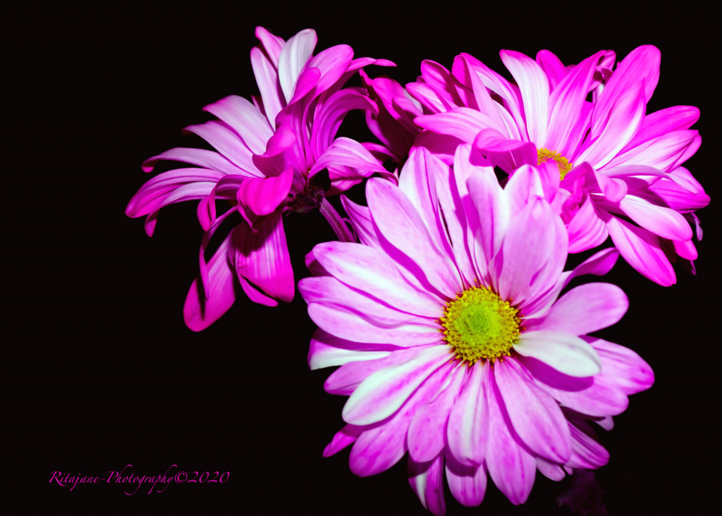 Many shades of pink.... - ID: 15851354 © Ritajane Smith