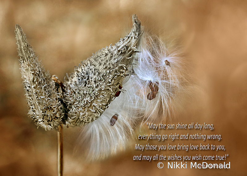 Milkweed Pod with Irish Blessing