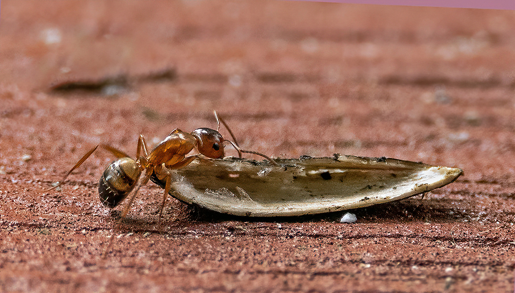 What's this? - ID: 15851322 © Janet Criswell