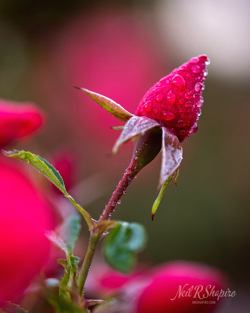 Strawberry Kiss