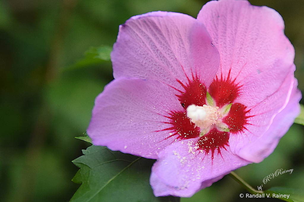 Rose of Sharon Pink and Red Macro