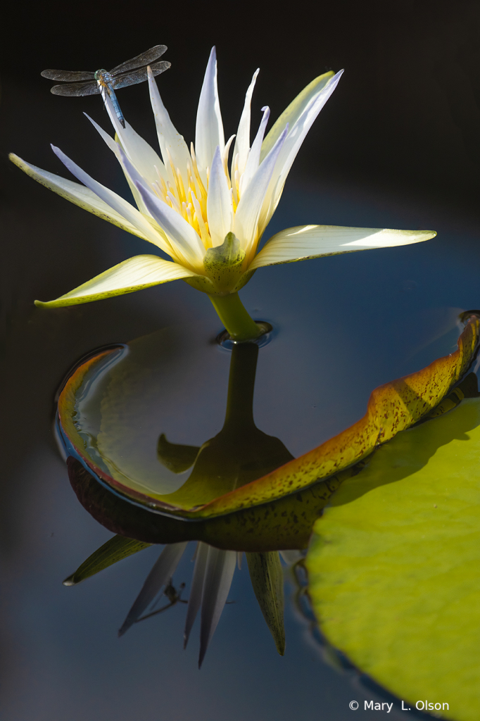 White Egyptian Water Lily