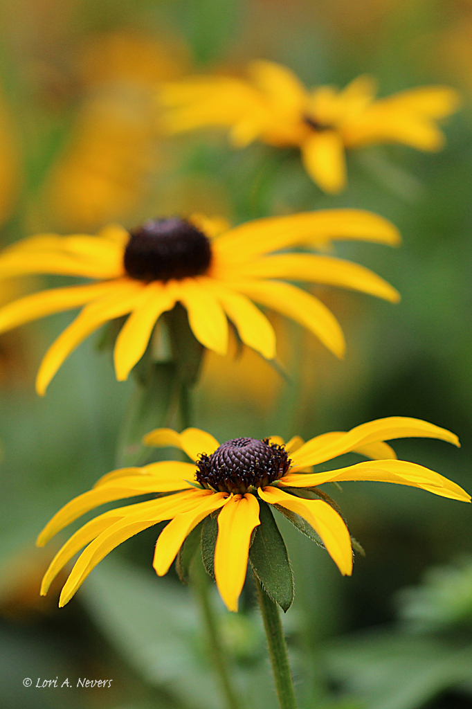 Black Eyed Susan 2