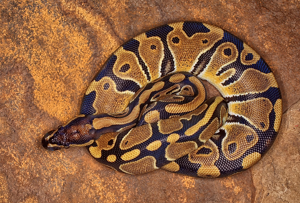 Ball Python