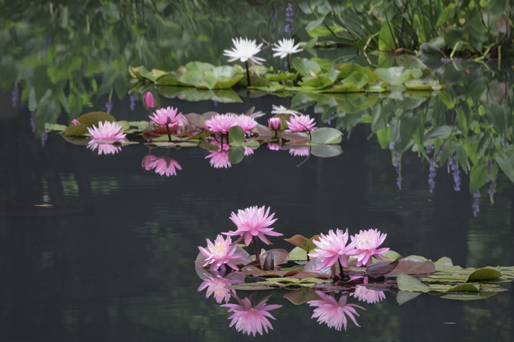 Waterlilies and Dreams