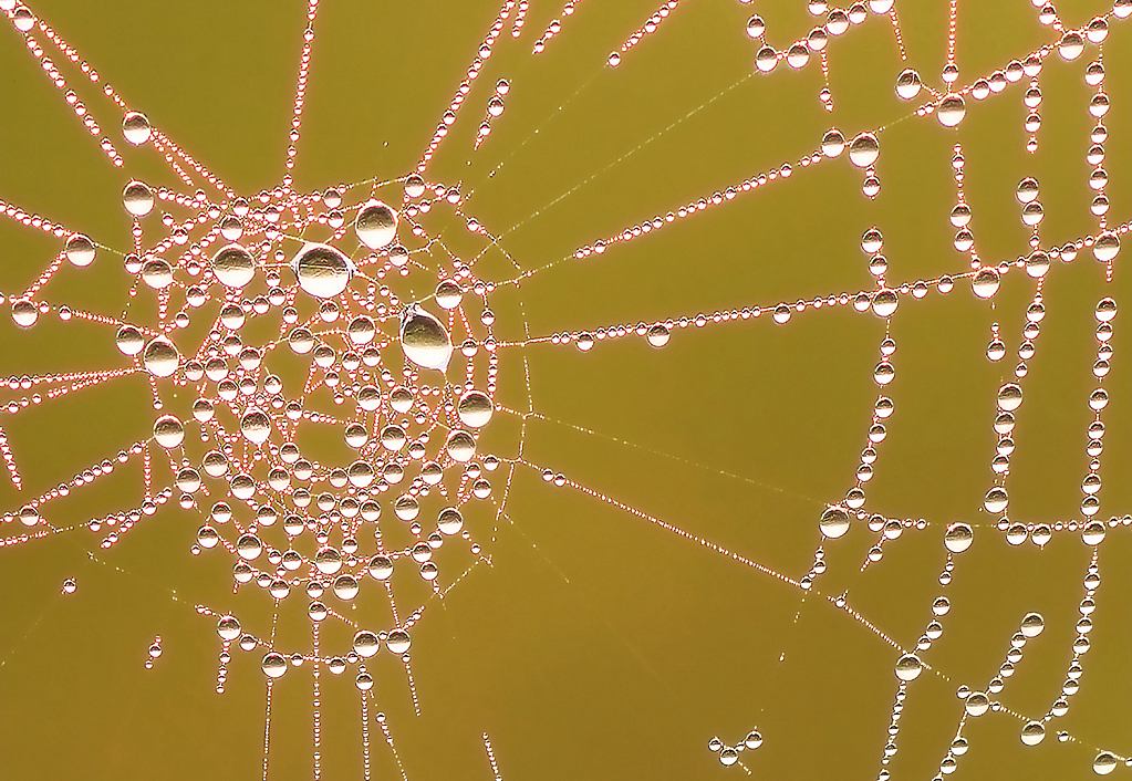 Beads on a Web