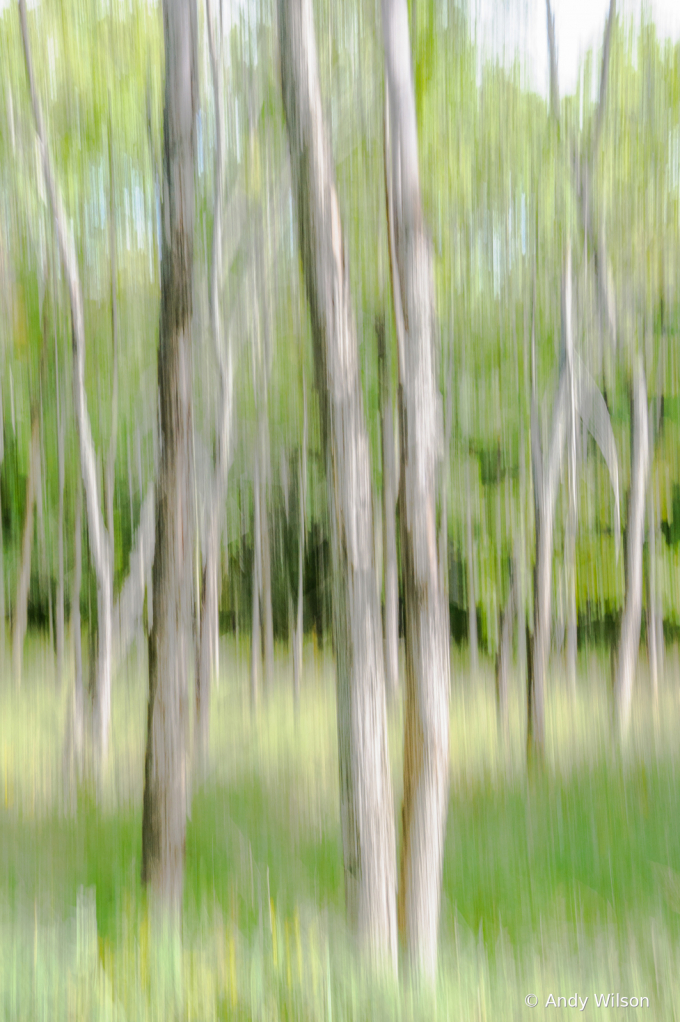 A Woodland Abstract