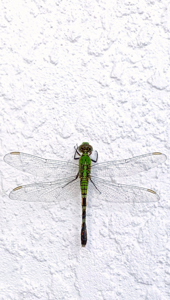 Dragonfly