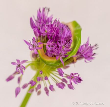 Allium Reveal