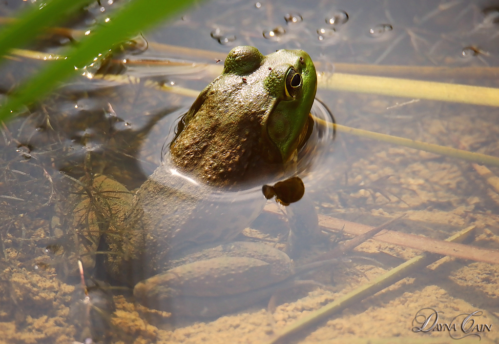 Pond Dweller