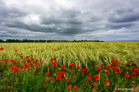 Storm Clouds with Poppies and Wheat Field