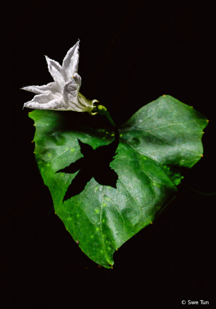 Flower and shadow