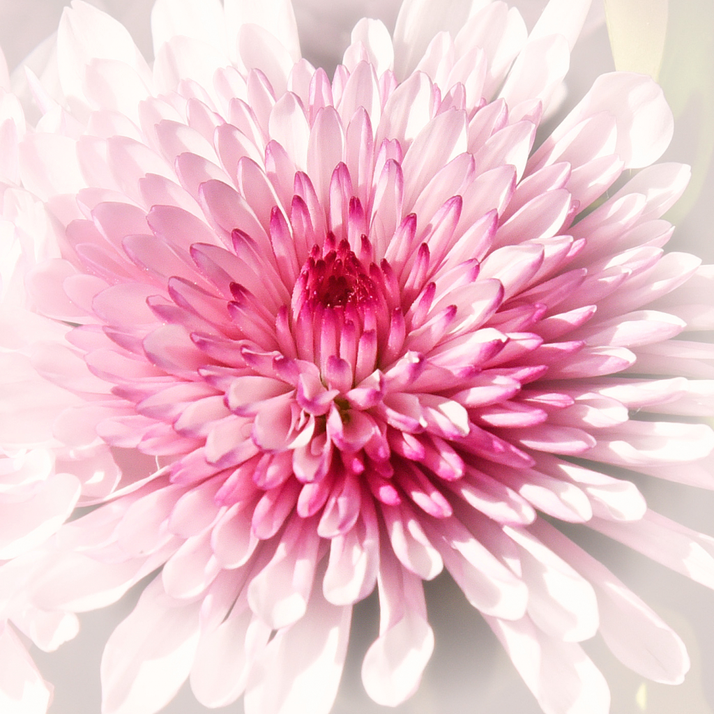 Chrysanthemum Color