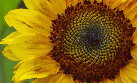 Sunflower Geometry