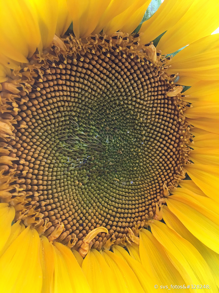 Pollen disk